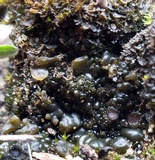 Collema bachmanianum image