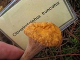 Clavariadelphus truncatus image