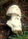 Amanita crassiputamen image