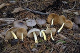 Bolbitius reticulatus image