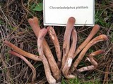 Clavariadelphus pistillaris image