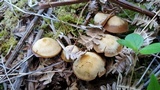 Kuehneromyces lignicola image
