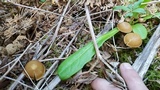 Kuehneromyces lignicola image