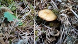 Kuehneromyces lignicola image
