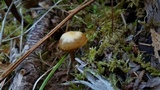 Kuehneromyces lignicola image