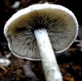 Arthromyces claviformis image