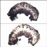 Buellia subdisciformis image