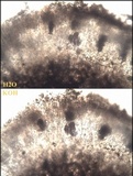 Buellia subdisciformis image