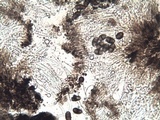 Buellia subdisciformis image