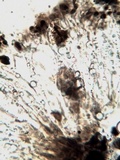Buellia subdisciformis image
