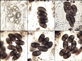 Buellia subdisciformis image