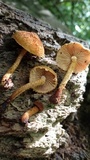 Flammulaster erinaceellus image