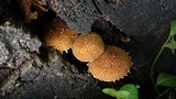 Flammulaster erinaceellus image