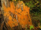 Fusicolla merismoides image