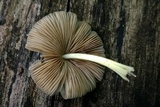 Bolbitius reticulatus image