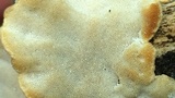 Trametes lactinea image