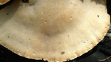 Trametes lactinea image