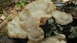 Trametes lactinea image