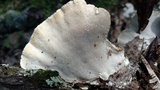 Trametes lactinea image