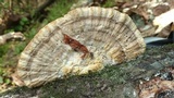 Trametes lactinea image