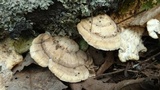 Trametes lactinea image