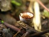 Cyathus olla image