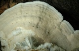 Climacodon pulcherrimus image