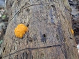Dacrymyces dictyosporus image