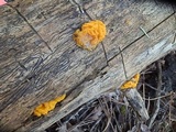 Dacrymyces dictyosporus image