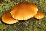 Psathyrella piluliformis image