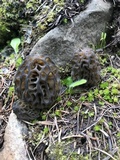 Morchella snyderi image