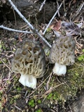 Morchella snyderi image