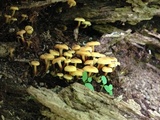 Xeromphalina kauffmanii image