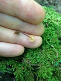 Xeromphalina kauffmanii image