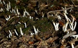 Multiclavula mucida image