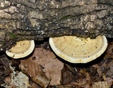 Trametes lactinea image