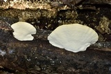 Trametes lactinea image
