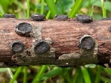 Biscogniauxia marginata image