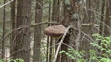 Fomitopsis mounceae image