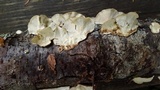 Trametes ochracea image