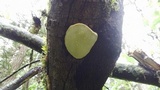 Phellinus igniarius image