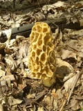 Morchella americana image