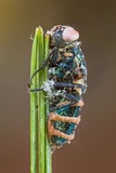 Entomophthora muscae image