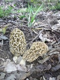 Morchella americana image