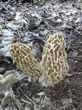 Morchella americana image