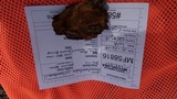 Phellinus gilbertsonii image