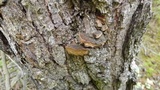 Phellinus gilbertsonii image