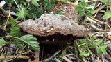 Phellinus igniarius image