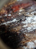Metatrichia vesparium image