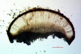 Sarcogyne regularis image